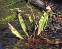 Hooded Pitcher Plants